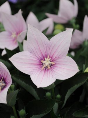 Платикодон крупноцветковый Astra Pink (3 шт)