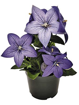 Платикодон гибридный Pop Star Blue (6 шт)