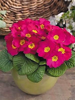 Примула Danessa Pink Shades F1 (3 шт)