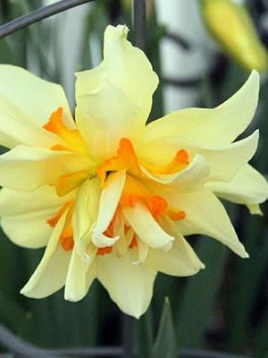Нарциси Махрові Flower Drift 10/12 (3 шт) - 1