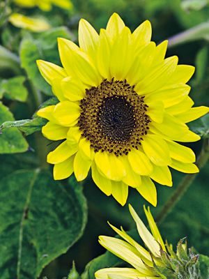 Подсолнечник однолетний Garden Statement (20 шт)