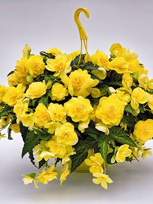 Бегония клубневая Nonstop Joy Yellow (6 шт)