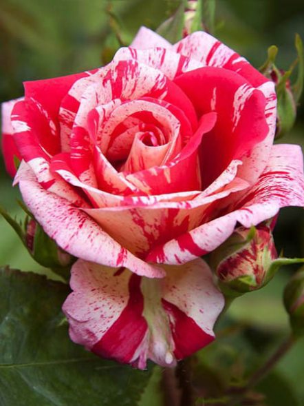 Троянда чайно-гібридна Papageno (1 шт) - 1