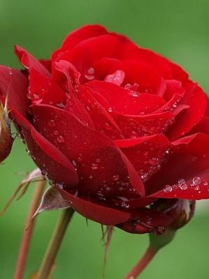 Троянда флорибунда Lilli Marleen (1 шт) - 1