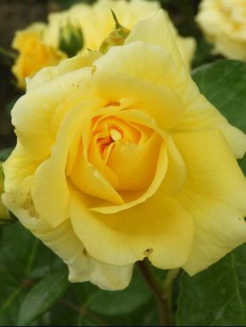 Троянда флорибунда Yellow Meilove (1 шт)