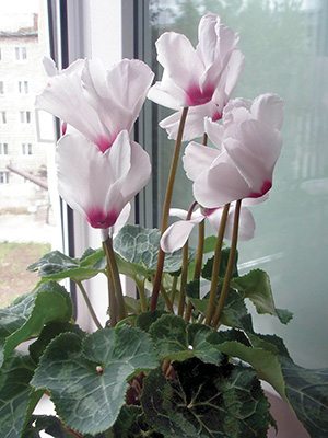 Цикламен среднецветковый White with a red eye F1 (1 шт)