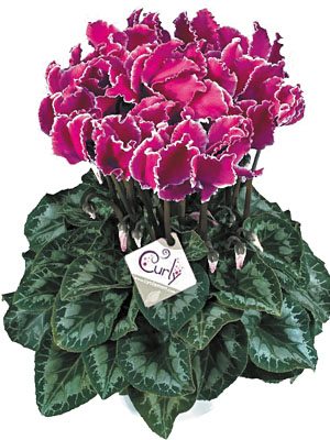 Цикламен крупноцветковый Halios Curly Violet Lisere F1 (1 шт)