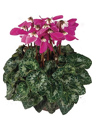 Цикламен Fleur En Vogue Purple F1 (1 шт) - 1