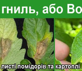 Сіра гниль, або Botrytis