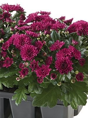 Хризантема мелкоцветковая низкорослая Baby Mum Purple (9 шт) - 1