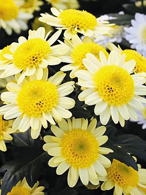 Хризантема зрізна Dalian Yellow (9 шт) - 1