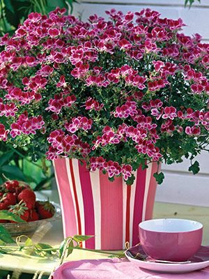 Пеларгония виолоцветная Angeleyes Burgundi Red (1 шт)