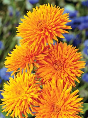 Календула лекарственная Orange Porcupine, оранжевая (30 шт)