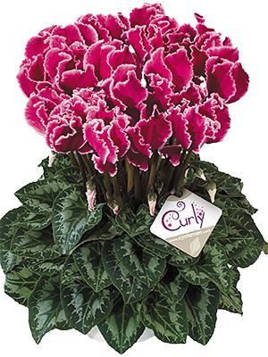 Цикламен крупноцветковый Halios Curly Magenta Lisere F1 (1 шт)