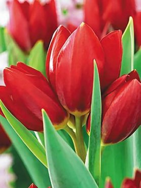 Тюльпани Багатоквіткові Red Georgette 1011 (3 шт)