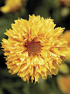 Дівочі очка (кореопсис) великоцвіті Castello Pompon Yellow (1 шт) - 1