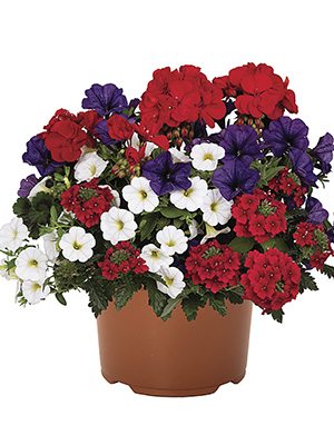 Набір рослин Confetti Garden EU Flags blue white red Paris