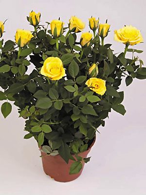 Роза горшечная Yellow Star (1 шт)