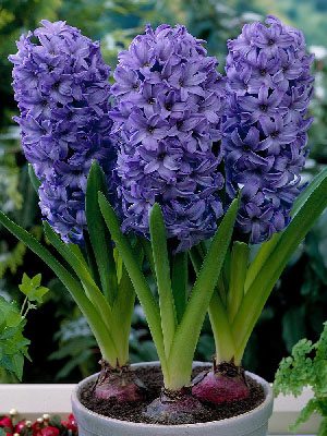 Гиацинт садовый Delft Blue 15/16 (100 шт) - 1