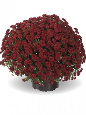 Хризантема мелкоцветковая низкорослая ZsaZsa Red (3 шт)