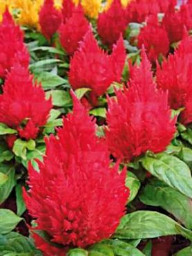 Целозія периста Kimono Cherry, вишнево-червона (10 шт)