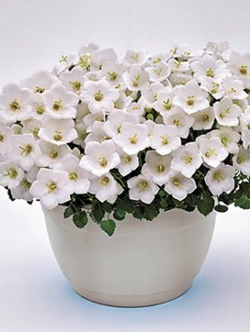 Дзвоники карпатські Pearl White