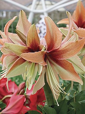 Гиппеаструм гибридный Wild Amazone 22/24 (1 шт) - 1