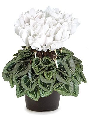Цикламен Metis Decora Blanc Pure F1 (1 шт) - 1