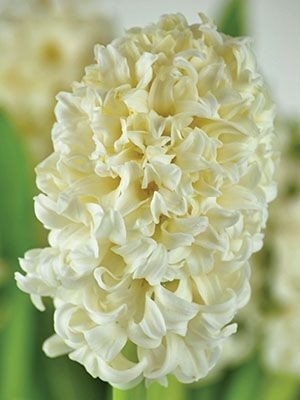 Гіацинт садовий Top White 1415 (100 шт) - 1