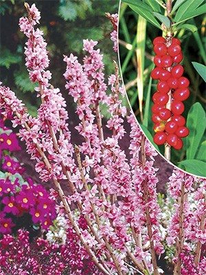 Вовче лико звичайне Rubra - 1