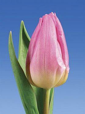 Тюльпаны Триумф Light Pink Prince 12/+ (100 шт)