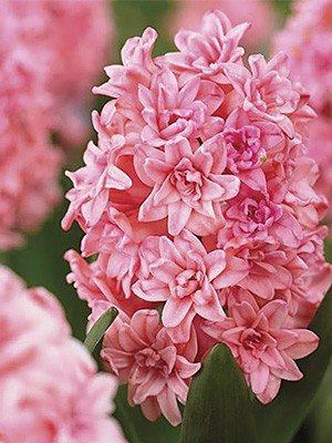 Гіацинт садовий Spring Beauty 14/16 (20 шт) - 1