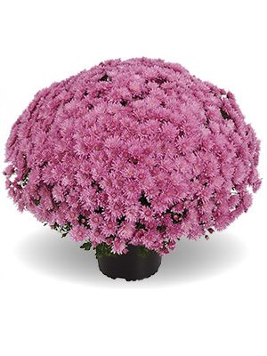 Хризантема дрібноквіткова низькоросла Tribeca Pink (9 шт) - 1