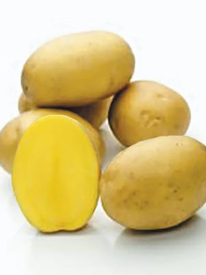 Картофель Бельмонда (5 кг) - 1