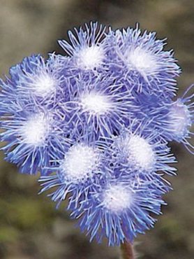 Довгоцвіт (агератум) Хьюстона Leda, білий з блакитним (0,2 г)