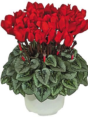 Цикламен миниатюрный Metis Rouge Ecarlate Decora F1  (1 шт)