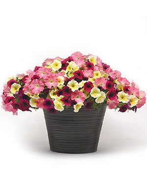Миксес Rosy Kisses (6 шт)