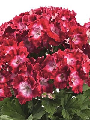 Пеларгонія королівська Bermuda Dark Red (1 шт)