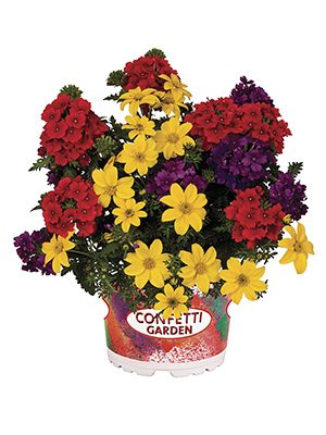 Набір рослин Confetti Garden Sylvester 2021 - 1