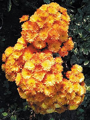 Хризантема мелкоцветковая низкорослая Branbeach Orange (9 шт) - 1