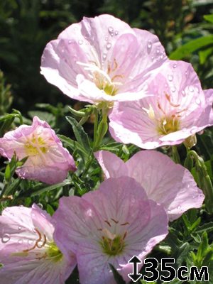 Энотера красивая Siskiyou Pink (1 шт) - 1