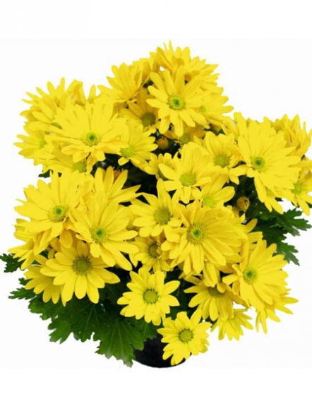 Хризантема горщикова Pemba Yellow (3 шт) - 1