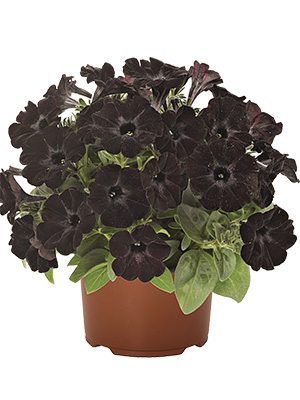 Петунія напівзвисаюча Sweetunia Black Satin (3 шт) - 1