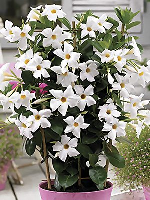 Дипладения Bloom Bells White (1 шт) осень