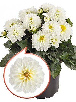 Георгина гибридная Luzia (6 шт)
