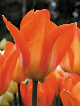 Тюльпаны Фостера Orange Emperor 1011 (3 шт)