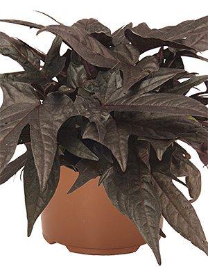 Кручені паничі (батат) FloraMia Black - 1