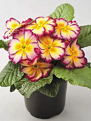 Примула El Unistar Carmin Cream F1 (3 шт)