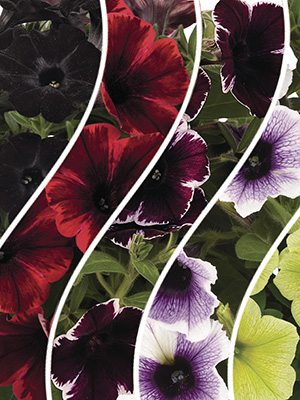 Петунія напівзвисаюча Sweetunia, суміш (6 шт) - 1