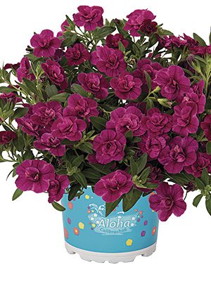 Калибрахоа гибридная Aloha Double Purple (3 шт) - 1